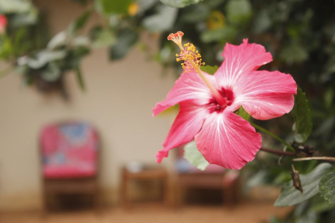 Vida Tropical Bed and Breakfast Alajuela Exteriör bild